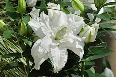 Roselily Lara Variety Thumbnail2.jpg